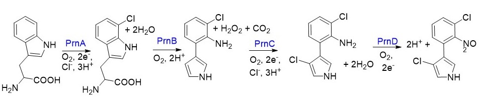 pyrolintirn biosynthesis pathway